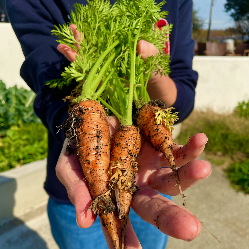 a person holding a handfull of garden fresh carrots
